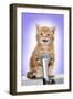 Karaoke Cat Ginger Tabby Kitten Singing into Microphone-null-Framed Photographic Print