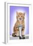 Karaoke Cat Ginger Tabby Kitten Singing into Microphone-null-Framed Photographic Print