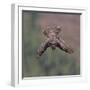 Karearea 91-Kurien Yohannan-Framed Photographic Print