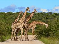 Giraffes on the Road-Karel Gallas-Photographic Print