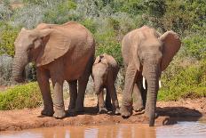 Elephant with Watering Place-Karel Gallas-Photographic Print