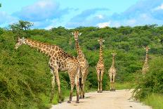 Giraffes on the Road-Karel Gallas-Photographic Print