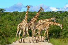 Giraffes on the Road-Karel Gallas-Photographic Print