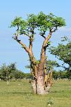 Moringa Tree-Karel Gallas-Photographic Print