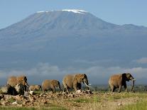 Elephants Backdropped by Mt. Kilimanjaro, Amboseli, Kenya-Karel Prinsloo-Stretched Canvas