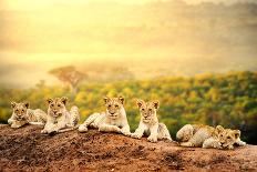 Close up of Lion Cubs Laying Together Waiting upon Mother.-karelnoppe-Photographic Print