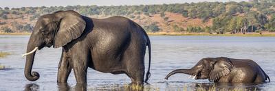 Chobe River, Botswana, Africa. African Elephant mother and calf cross the Chobe River.-Karen Ann Sullivan-Framed Photographic Print