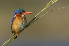 Chobe River, Botswana, Africa. Malachite Kingfisher.-Karen Ann Sullivan-Photographic Print