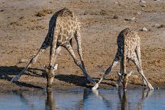 Etosha National Park, Namibia, Africa. Two Angolan Giraffe drinking.-Karen Ann Sullivan-Photographic Print