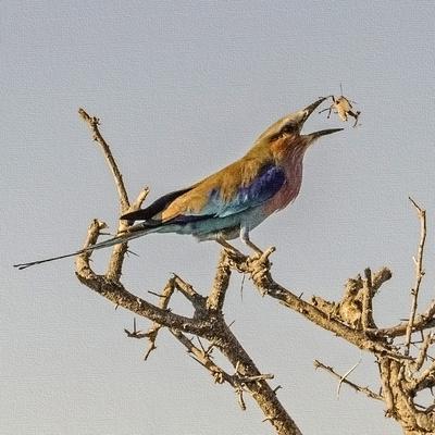 Etosha NP, Namibia, Africa, Lilac-breasted Roller flipping a grasshopper into its mouth.