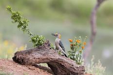 Rio Grande Valley, Texas, USA Male Golden-fronted Woodpecker.-Karen Ann Sullivan-Photographic Print