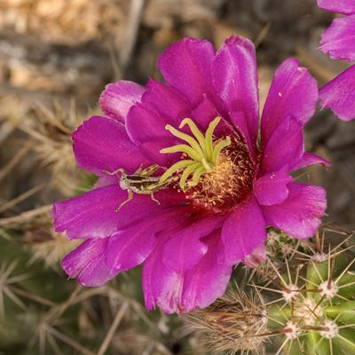 Rio Grande Valley, Texas, USA Strawberry Pitaya Cactus with grasshopper.