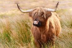 Highland cow, Scotland, United Kingdom, Europe-Karen Deakin-Photographic Print