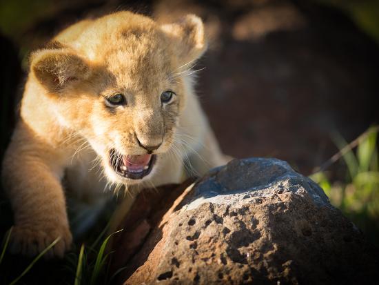 Photographic Print, , large