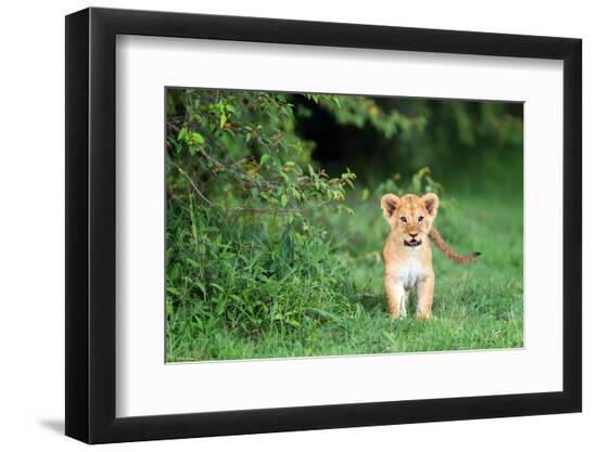 Premium Photographic Print, , large