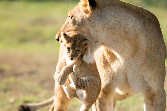 Premium Photographic Print, , large