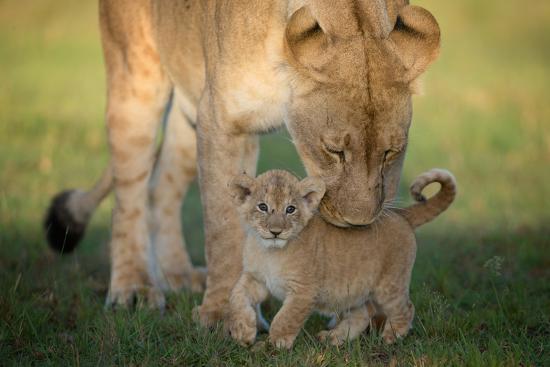 Premium Photographic Print, , large