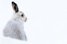 Mountain hare portrait (Lepus timidus) in winter snow, Scottish Highlands, Scotland-Karen Deakin-Photographic Print