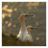 Gannets In Sunset-Karen Kolbeck-Stretched Canvas