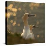 Gannets in Sunset-Karen Kolbeck-Framed Photographic Print