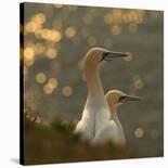 Gannets In Sunset-Karen Kolbeck-Framed Giclee Print