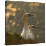 Gannets In Sunset-Karen Kolbeck-Laminated Giclee Print