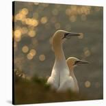 Gannets in Sunset-Karen Kolbeck-Stretched Canvas