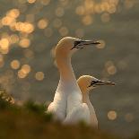 Gannets in Sunset-Karen Kolbeck-Mounted Photographic Print