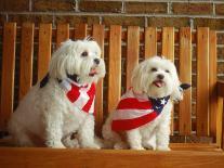 Maltese Dogs Wearing the American Flag-Karen M^ Romanko-Framed Photographic Print