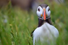 Atlantic Puffin, the Farne Islands, Northumberland, England, United Kingdom, Europe-Karen McDonald-Framed Photographic Print