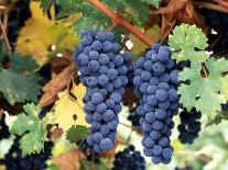 Old Barbera Vines with Ripening Grapes, Calistoga, Napa Valley, California-Karen Muschenetz-Framed Stretched Canvas