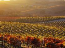 Cabernet Sauvignon Grapes, Napa Valley, California-Karen Muschenetz-Mounted Photographic Print