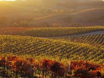 Old Barbera Vines with Ripening Grapes, Calistoga, Napa Valley, California-Karen Muschenetz-Framed Photographic Print