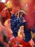 Cabernet Sauvignon Grapes, Napa Valley, California-Karen Muschenetz-Photographic Print