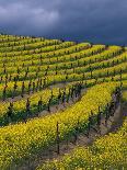 Springtime Mustard Blooms, Carneros Ava., Napa Valley, California-Karen Muschenetz-Framed Photographic Print