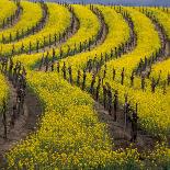 Springtime Mustard Blooms, Carneros Ava., Napa Valley, California-Karen Muschenetz-Framed Photographic Print