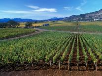 Vineyards along the Silverado Trail, Miner Family Winery, Oakville, Napa Valley, California-Karen Muschenetz-Photographic Print