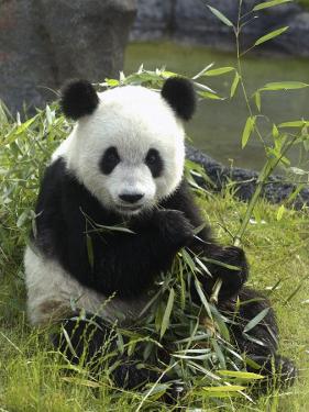 Nobody Expected This To Happen Vegetarians often explore panda ink as a way to show that eating meat is unnecessary, particularly since this is the only bear that lives as an herbivore. Its diet mainly consists of bamboo, so the tranquil oriental shoots are commonly included in the overall design scheme.