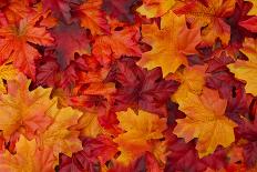 Red and Orange Autumn Leaves Background-Karen Roach-Photographic Print