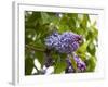 Karen's Lilac-George Johnson-Framed Photographic Print