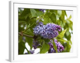 Karen's Lilac-George Johnson-Framed Photographic Print