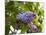 Karen's Lilac-George Johnson-Mounted Photographic Print