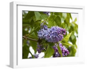 Karen's Lilac-George Johnson-Framed Photographic Print