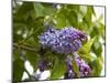 Karen's Lilac-George Johnson-Mounted Photographic Print