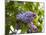 Karen's Lilac-George Johnson-Mounted Photographic Print