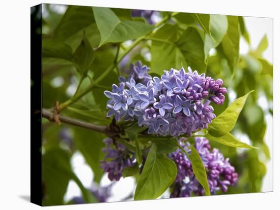 Karen's Lilac-George Johnson-Stretched Canvas