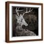 Brown Frame