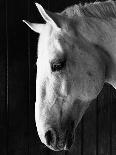 Nose of Lippizaner Stallion-Karen Tweedy-Holmes-Photographic Print