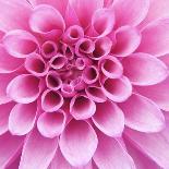 Dahlia Delight-Karen Ussery-Stretched Canvas