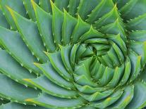 Succulent Swirl-Karen Ussery-Giclee Print